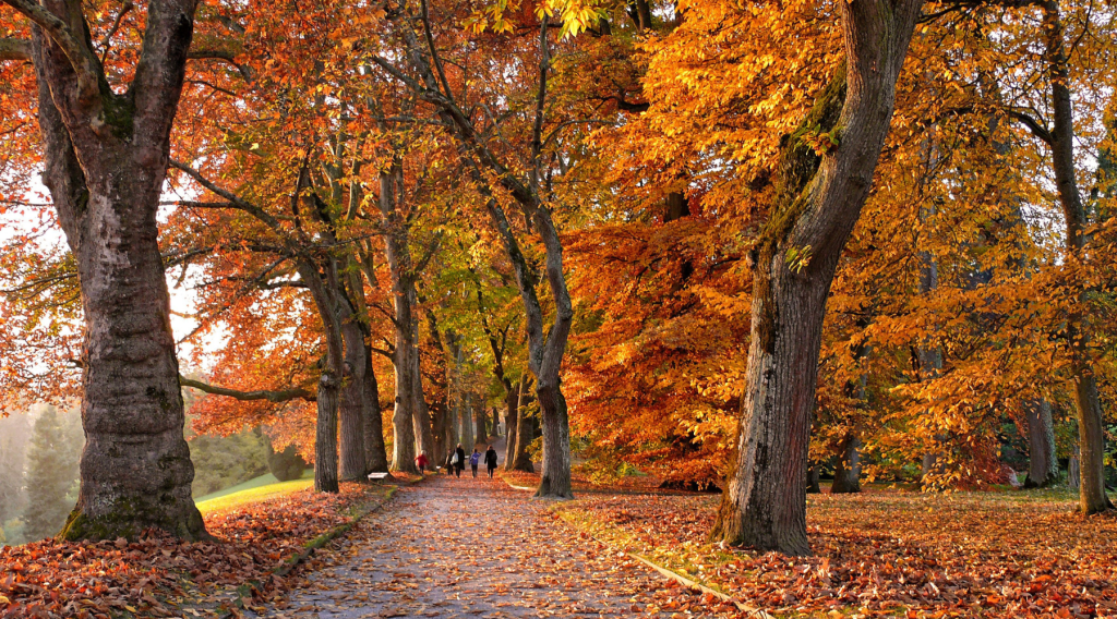 When Should You Plan Your Fall Trip to Windham? A Catskills Foliage Timing&nbsp;Guide