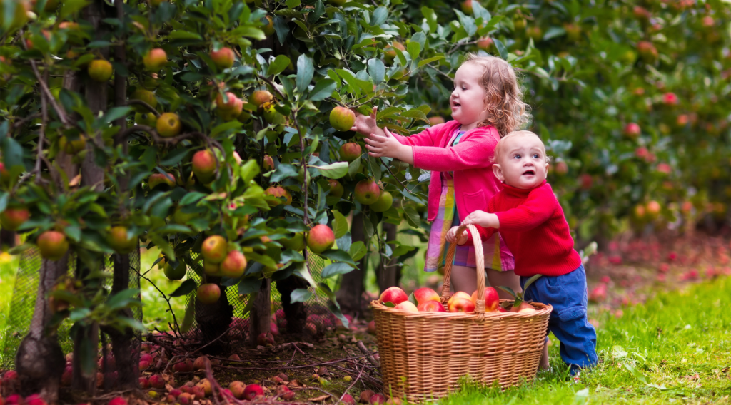 Apple & Pumpkin Picking Near Windham, NY: 2026 Guide to Boehm Farm & Local&nbsp;Favorites